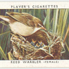 Reed warbler (female).