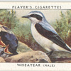 Wheatear (male).