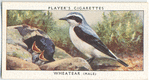 Wheatear (male).