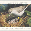 Lesser whitethroat (female).