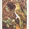 Wood warbler (female).