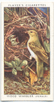 Wood warbler (female).