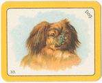 Dog.