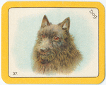 Dog.