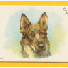Dog.