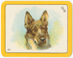 Dog.