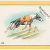 Greyhound "Mona".