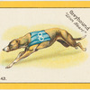 Greyhound "Lion Heart".