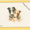 Greyhounds.