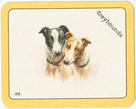 Greyhounds.