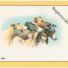 Greyhounds.
