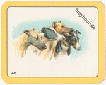 Greyhounds.