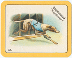 Greyhound "Mayflower".