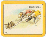 Greyhounds.