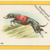 Greyhound "Black Eyed Susan".