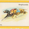 Greyhounds.