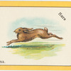 Hare.