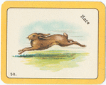 Hare.
