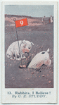 Rabbits, I Believe!