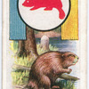 Beaver.