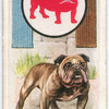 Bulldog.