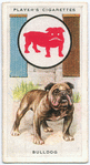 Bulldog.