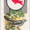 Cuckoo.