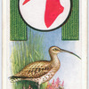 Curlew.