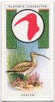 Curlew.