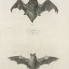 1. The Silver-Haired Bat (Vespertilio noctivagans); 2. The New York Bat (V. noveboracensis).