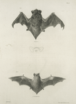 1. The Silver-Haired Bat (Vespertilio noctivagans); 2. The New York Bat (V. noveboracensis).