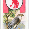 Hawk.