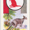 Kangaroo.