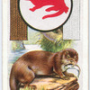 Otter.