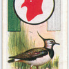 Peewit.