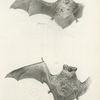 1. The Carolina Bat (Vespertilio carolinensis); 2. The Hoary Bat (V. pruinosus).