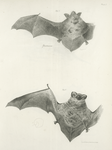 1. The Carolina Bat (Vespertilio carolinensis); 2. The Hoary Bat (V. pruinosus).