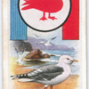 Sea-Gull.
