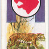 Tiger.
