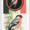 Bullfinch.