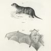 1. The North American Otter (Lutra  canadensis). 2. The Little Brown Bat (V. subulatus).