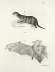 1. The North American Otter (Lutra  canadensis). 2. The Little Brown Bat (V. subulatus).