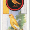 Canary.