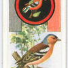 Chaffinch.
