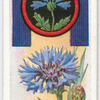 Cornflower.