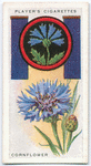 Cornflower.