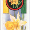 Daffodil.