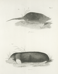 1. The Common Star-nose (Condylura cristata). 2. The Common Shrew-mole (Scalops aquaticus).