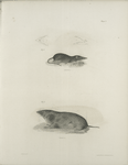 1. TheBroad-nosed Shrew (Otisorex platyrhincus); a. under side of the head , b. lateral view of the skull. 2. De Kay's Shrew (Sorex dekayi).