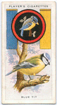 Blue Tit.